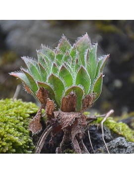 Aeonium simsii