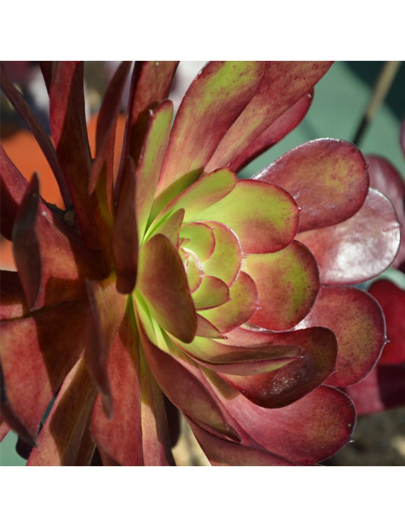 Aeonium 'Vernis Sage' Aeonium 'Vernis Sage'