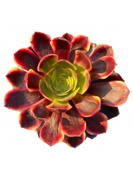 Aeonium 'Superbang'