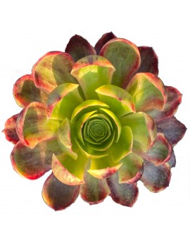 Aeonium 'Superbang'