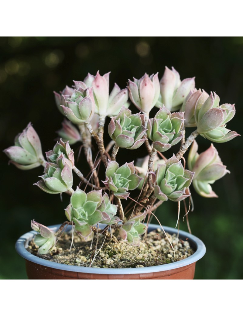 Aeonium decorum var. alucense Aeonium decorum var. alucense