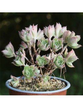 Aeonium decorum var. alucense