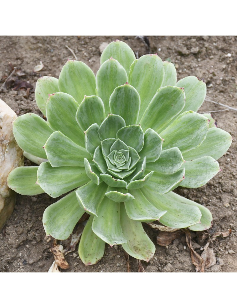Aeonium 'Taeyang variegata' Aeonium 'Taeyang variegata'