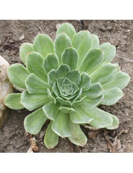 Aeonium 'Taeyang variegata'