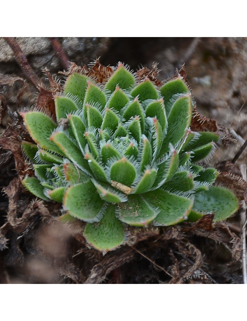 Aeonium simsii