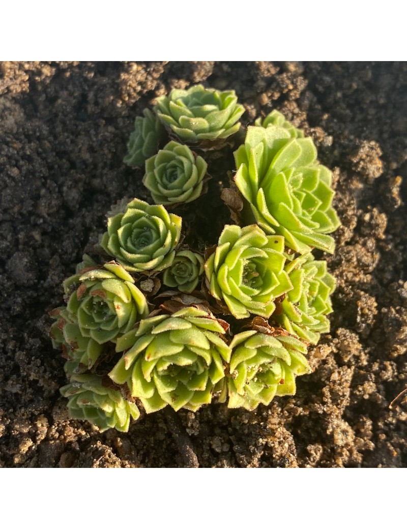 Aeonium aizoon Aeonium aizoon