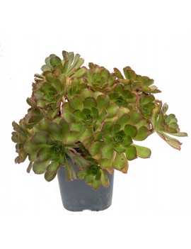 Aeonium gomerense x decorum