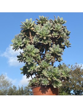 Aeonium 'Mary Anne Kunkel'