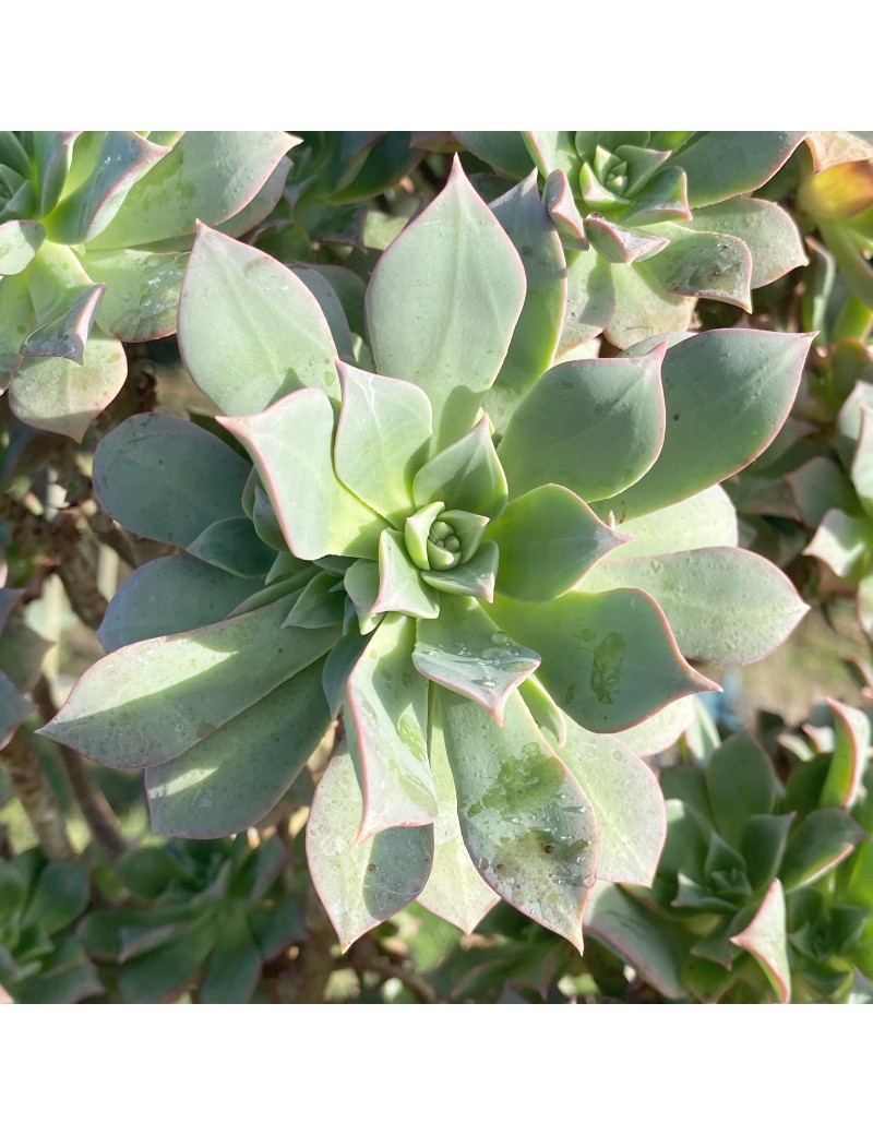 Aeonium 'Mary Anne Kunkel' Aeonium 'Mary Anne Kunkel'