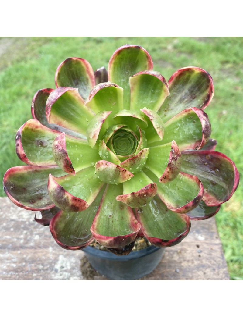 Aeonium 'Superbang' Aeonium 'Superbang'