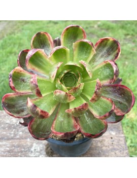 Aeonium 'Superbang'