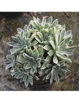 Aeonium 'Ballerina'