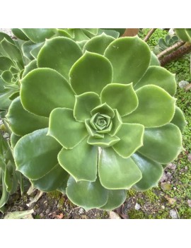 Aeonium stuessyi