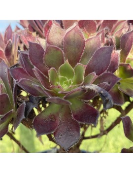 Aeonium 'Du Rozzen'