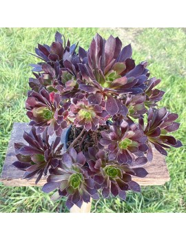 Aeonium 'Du Rozzen'