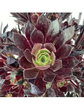 Aeonium 'Du Rozzen'