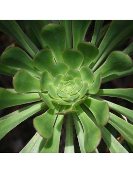 Aeonium ciliatum