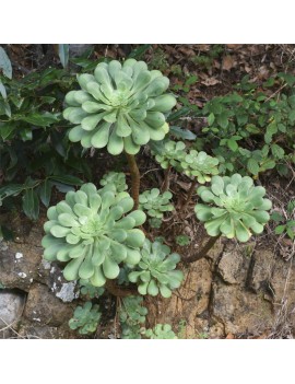 Aeonium ciliatum