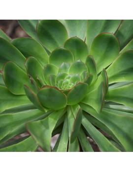 Aeonium ciliatum