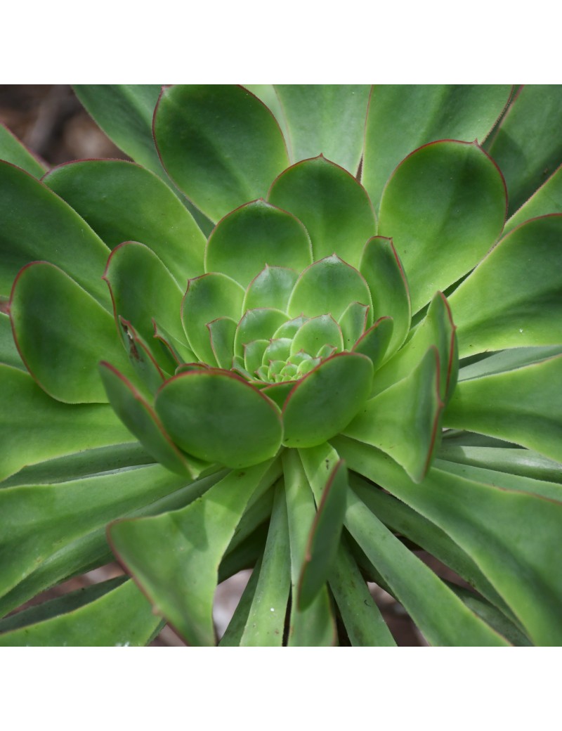 Aeonium ciliatum