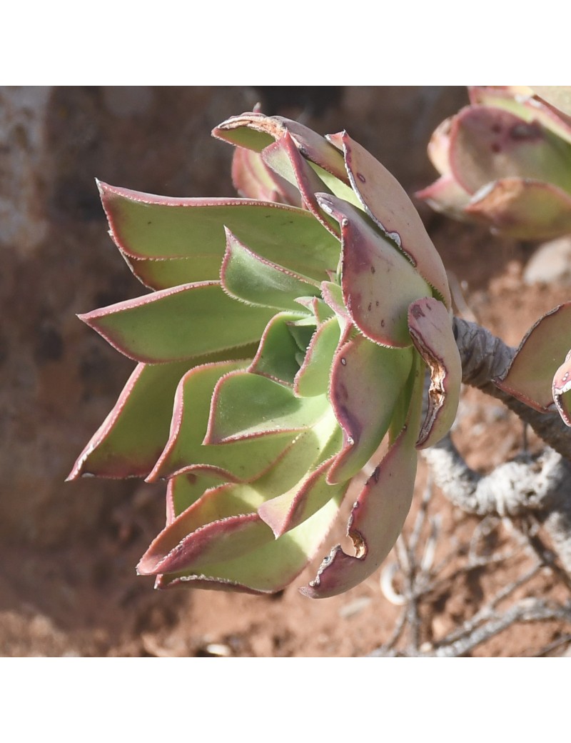 Aeonium igualerense