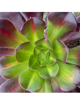 Aeonium 'Kilimanjaro'