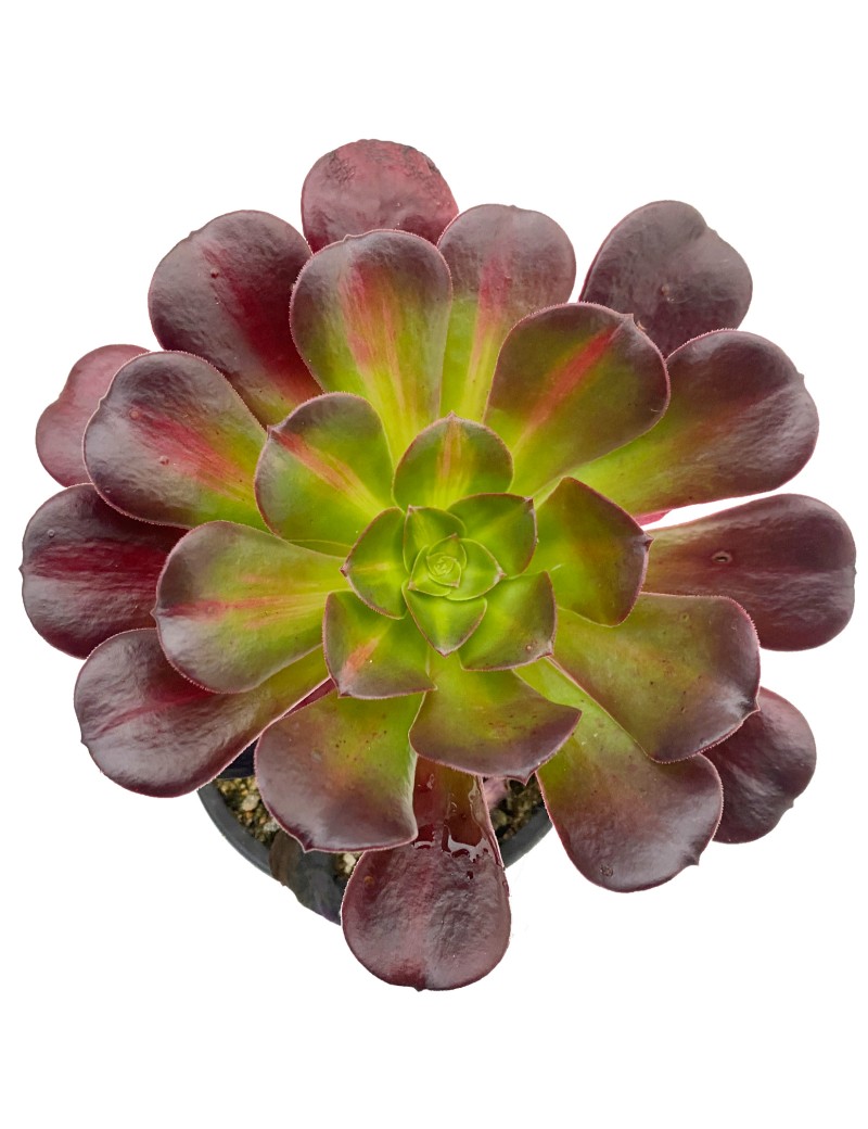 Aeonium 'Kilimanjaro'