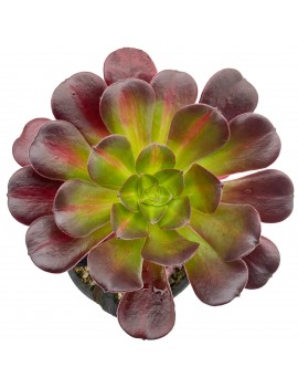 Aeonium 'Kilimanjaro'