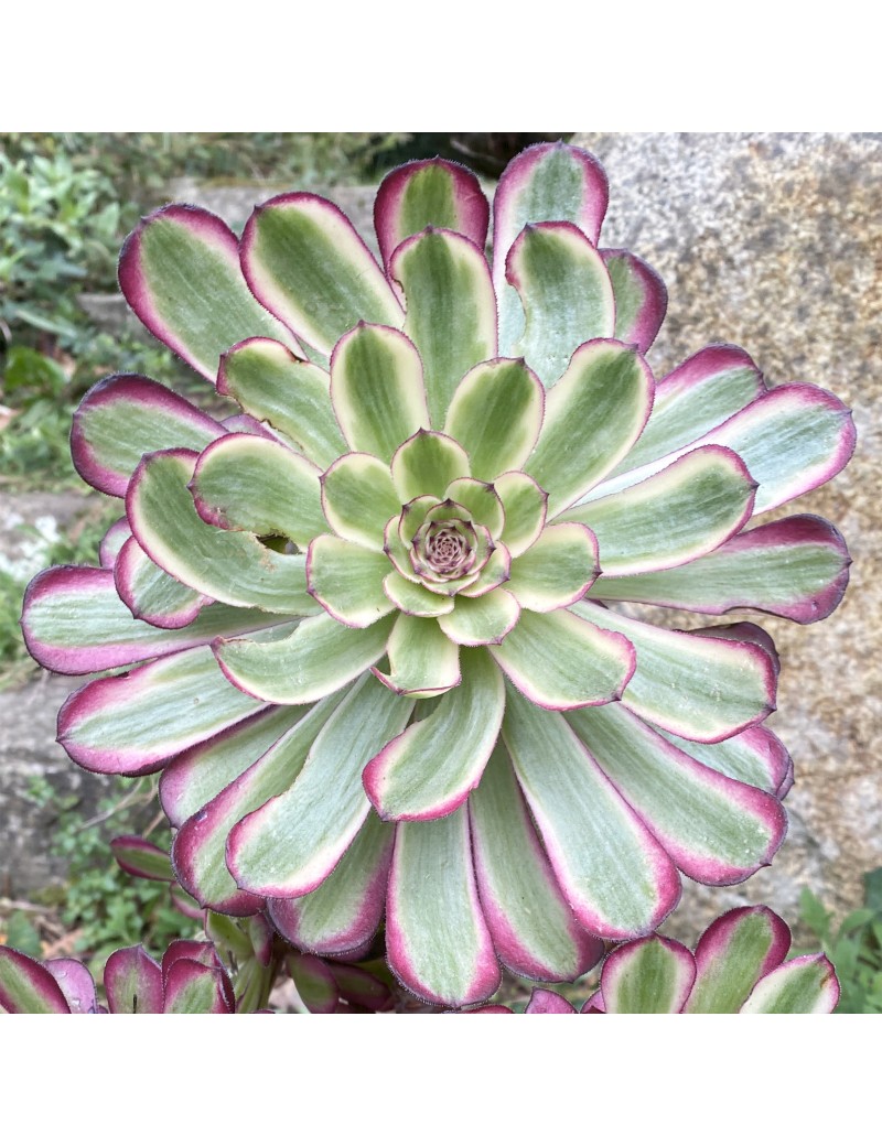 Aeonium 'Mardi Gras'