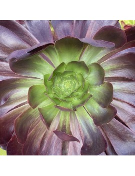 Aeonium 'Voodoo'