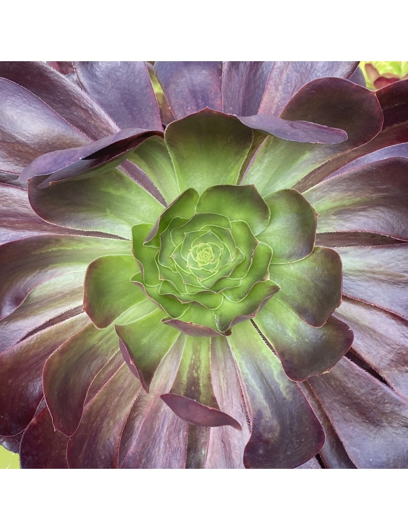 Aeonium 'Voodoo'