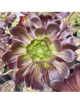 Aeonium 'Voodoo'