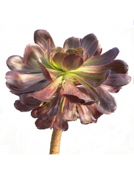 Aeonium 'Voodoo'