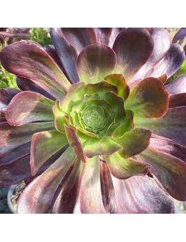 Aeonium 'Voodoo'