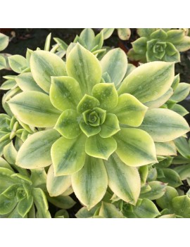 Aeonium 'Floresens'