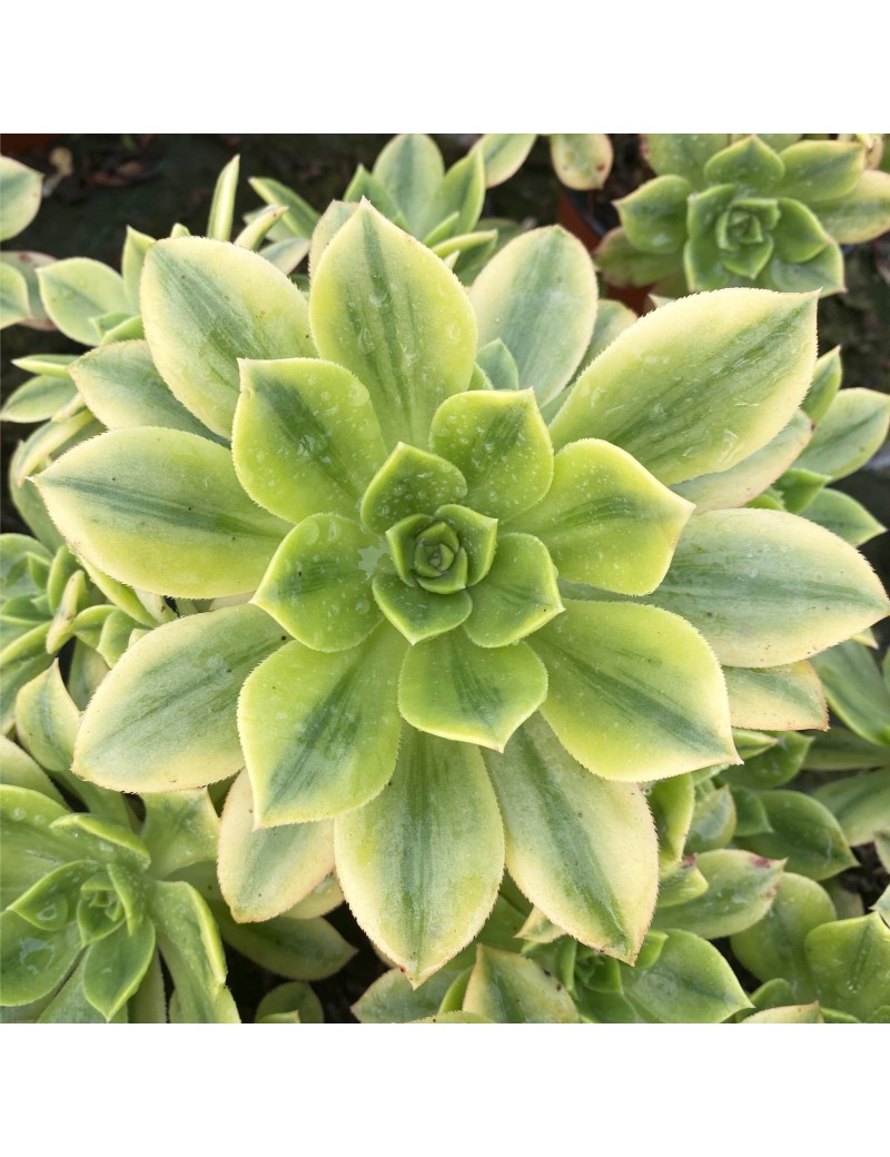 Aeonium 'Floresens'