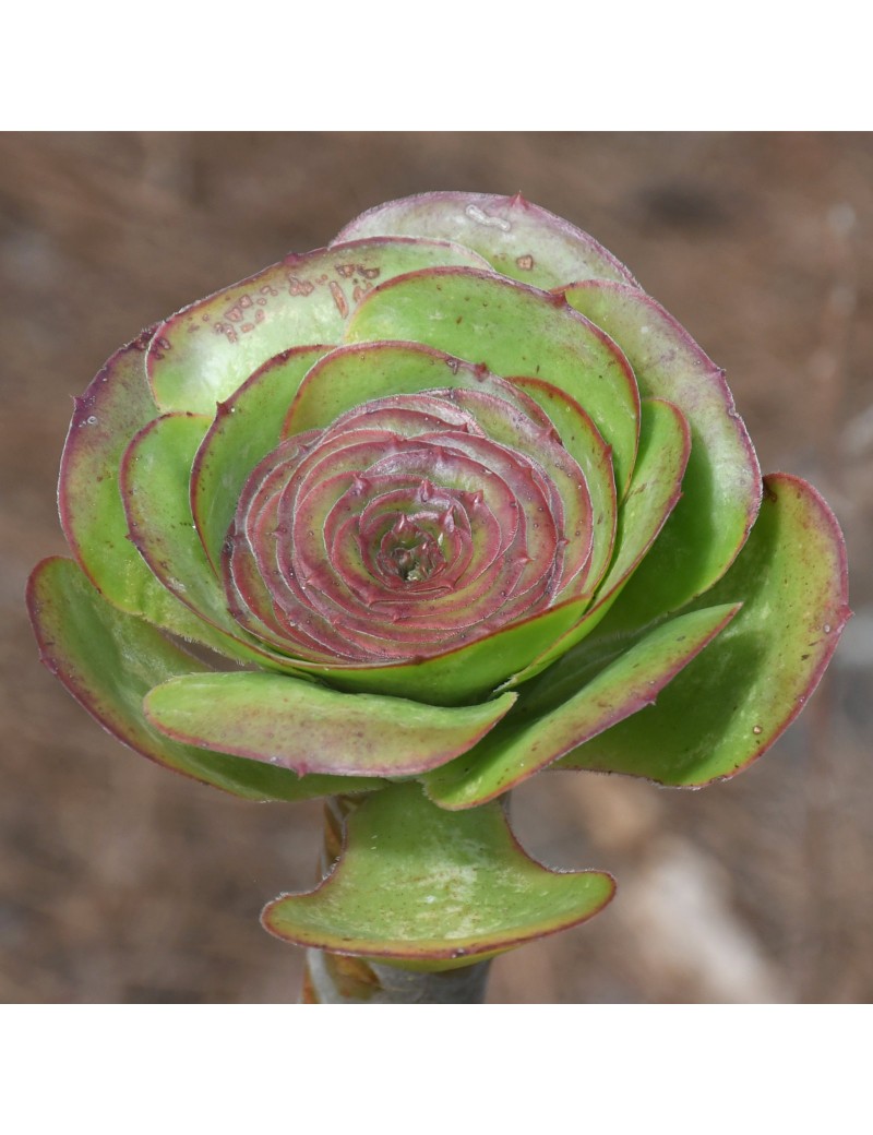 Aeonium arboreum ssp. arboreum Aeonium arboreum ssp. arboreum