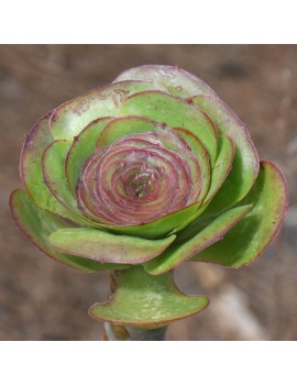 Aeonium arboreum ssp. arboreum