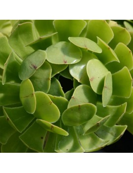 Aeonium 'Arboreum Des Jardins'