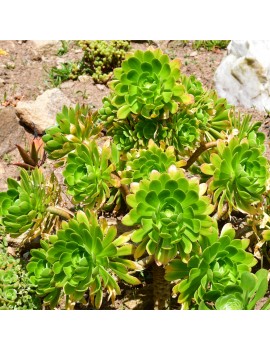 Aeonium 'Arboreum Des Jardins'