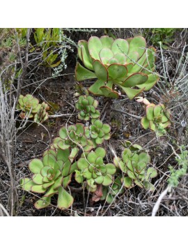 Aeonium liui