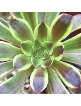 Aeonium 'Superbang'