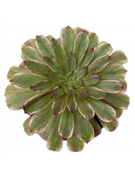 Aeonium 'Ink Painting'