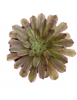 Aeonium 'Ink Painting'