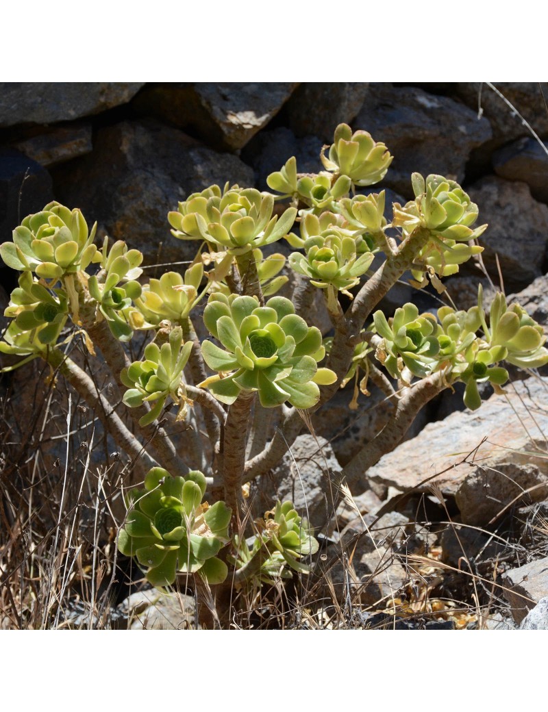 Aeonium korneliuslemsii Aeonium korneliuslemsii
