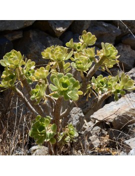 Aeonium korneliuslemsi Anti-Atlas