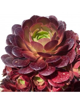 Aeonium 'Durango'