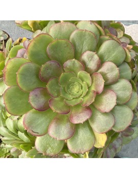 Aeonium 'Durango'