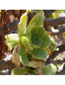 Aeonium korneliuslemsi Anti-Atlas