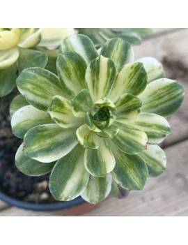 Aeonium 'Suncup'